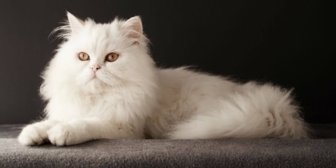 Jenis Kucing Peliharaan yang Bisa Bikin Hidup Kamu Lebih Berwarna