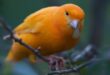 Tips Meningkatkan Kicauan Burung Kenari agar Lebih Merdu