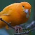 Tips Meningkatkan Kicauan Burung Kenari agar Lebih Merdu