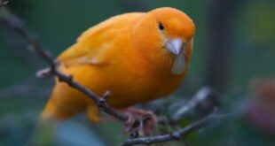 Tips Meningkatkan Kicauan Burung Kenari agar Lebih Merdu