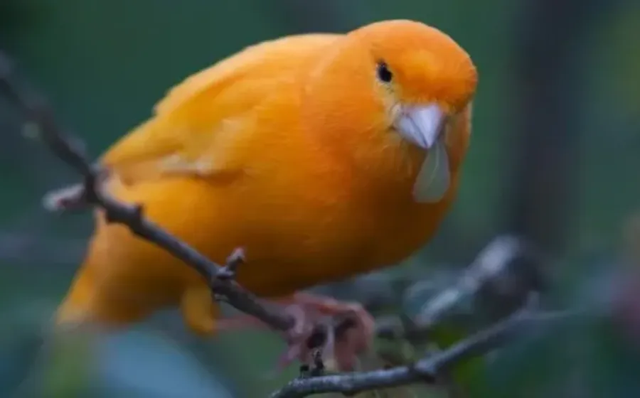 Tips Meningkatkan Kicauan Burung Kenari agar Lebih Merdu