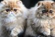 Tips Merawat Anak Kucing Persia agar Tetap Sehat dan Bahagia
