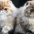 Tips Merawat Anak Kucing Persia agar Tetap Sehat dan Bahagia