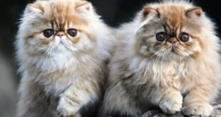 Tips Merawat Anak Kucing Persia agar Tetap Sehat dan Bahagia