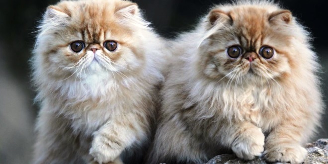Tips Merawat Anak Kucing Persia agar Tetap Sehat dan Bahagia