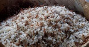Cara Ternak Kroto di Rumah Modal Minim