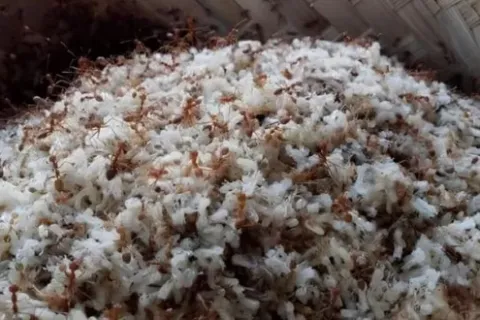 Cara Ternak Kroto di Rumah Modal Minim