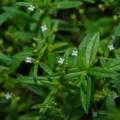 7 Manfaat Rumput Mutiara Untuk Kesehatan