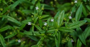 7 Manfaat Rumput Mutiara Untuk Kesehatan