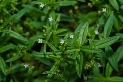 7 Manfaat Rumput Mutiara Untuk Kesehatan