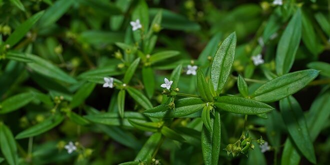 7 Manfaat Rumput Mutiara Untuk Kesehatan