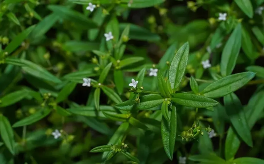 7 Manfaat Rumput Mutiara Untuk Kesehatan