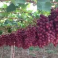Cara Menanam Buah Anggur, Agar Panen Melimpah