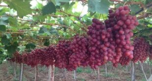 Cara Menanam Buah Anggur, Agar Panen Melimpah