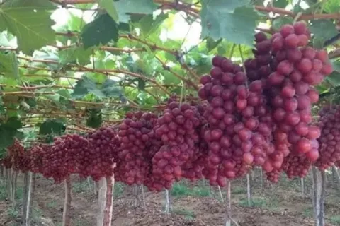 Cara Menanam Buah Anggur, Agar Panen Melimpah
