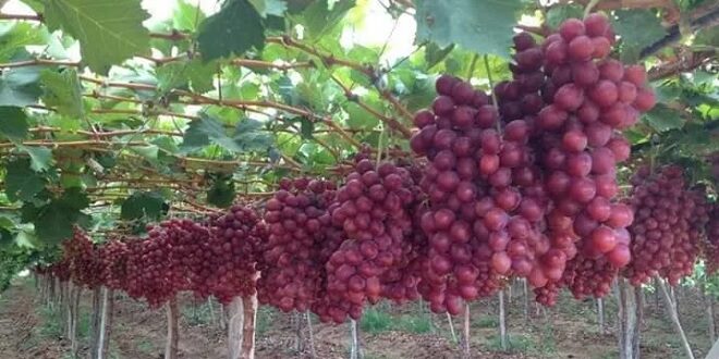 Cara Menanam Buah Anggur, Agar Panen Melimpah