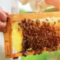 Tips Budidaya Lebah Madu untuk Pemula yang Bisa Anda Coba