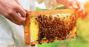Tips Budidaya Lebah Madu untuk Pemula yang Bisa Anda Coba
