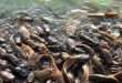 Cara Membuat Pakan Ikan Lele Fermentasi Sendiri Hemat Biaya & Lele Cepat Besar