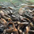 Cara Membuat Pakan Ikan Lele Fermentasi Sendiri Hemat Biaya & Lele Cepat Besar