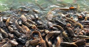 Cara Membuat Pakan Ikan Lele Fermentasi Sendiri Hemat Biaya & Lele Cepat Besar