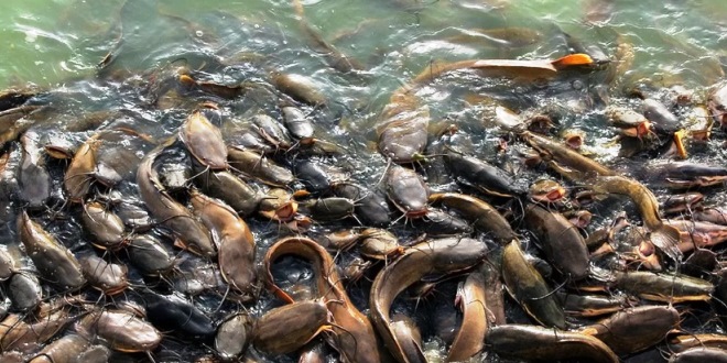 Cara Membuat Pakan Ikan Lele Fermentasi Sendiri Hemat Biaya & Lele Cepat Besar