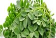 Manfaat Daun Kelor Untuk Tubuh