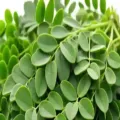 Manfaat Daun Kelor Untuk Tubuh