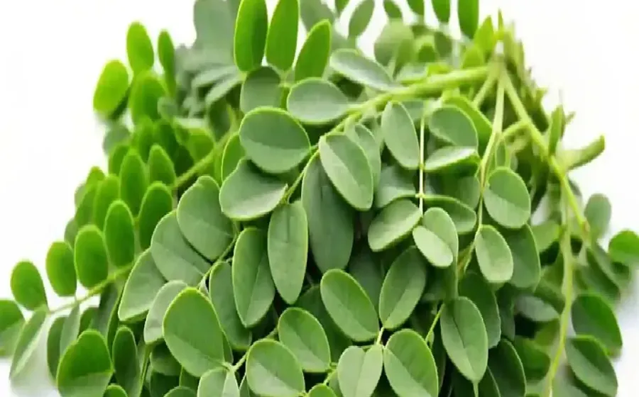 Manfaat Daun Kelor Untuk Tubuh