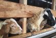 Usaha Ternak Kambing Cara Memulai Hitung Modal dan Potensi Keuntungan