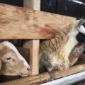 Usaha Ternak Kambing Cara Memulai Hitung Modal dan Potensi Keuntungan