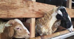 Usaha Ternak Kambing Cara Memulai Hitung Modal dan Potensi Keuntungan