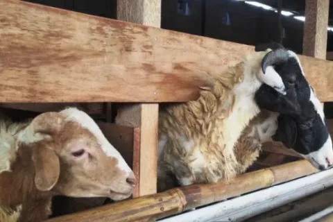 Usaha Ternak Kambing Cara Memulai Hitung Modal dan Potensi Keuntungan