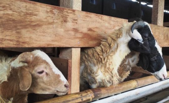 Usaha Ternak Kambing Cara Memulai Hitung Modal dan Potensi Keuntungan