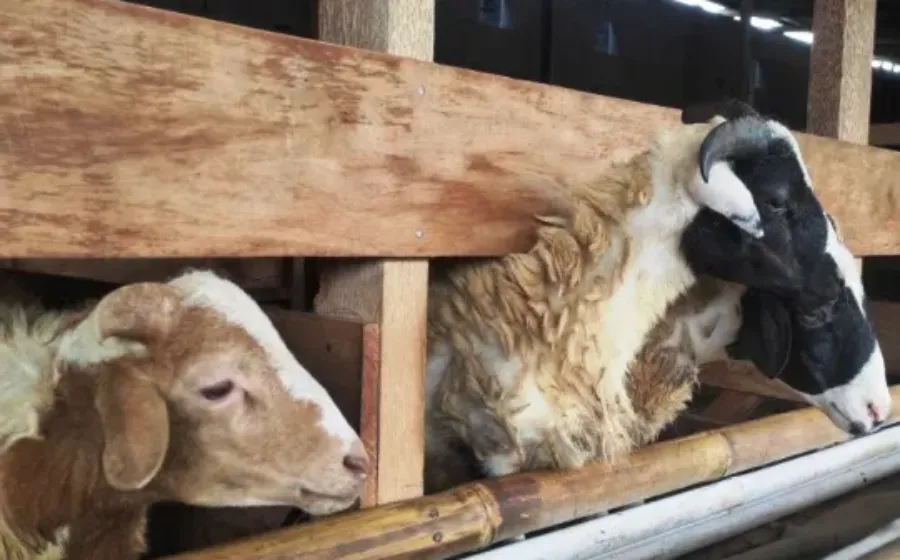 Usaha Ternak Kambing Cara Memulai Hitung Modal dan Potensi Keuntungan