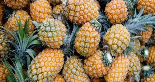 7 Manfaat Buah Nanas